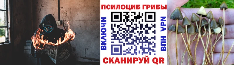 Псилоцибиновые грибы MAGIC MUSHROOMS  Советская Гавань 